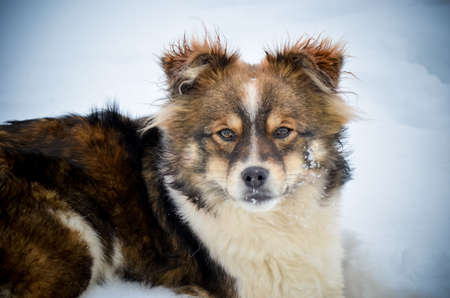 Young happy dog laying on the snowの写真素材