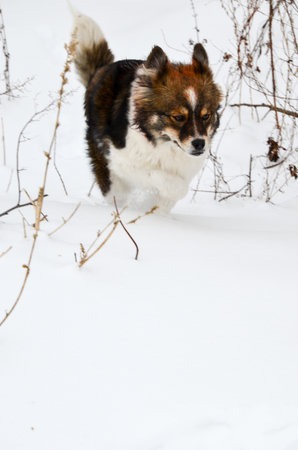 Young happy dog running through the snowの写真素材