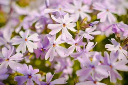 White purple flowers and green leaves beckgroundの写真素材