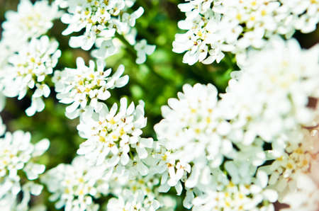 Iberis saxatilis, amara or bitter candytuft many white flowersの写真素材