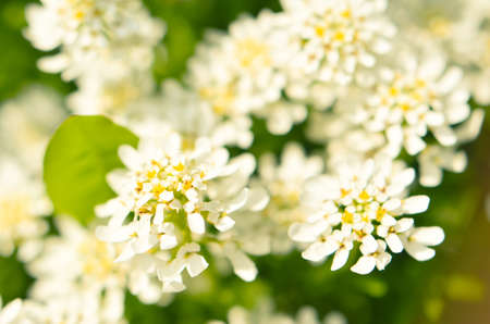 Iberis saxatilis, amara or bitter candytuft many white flowersの写真素材