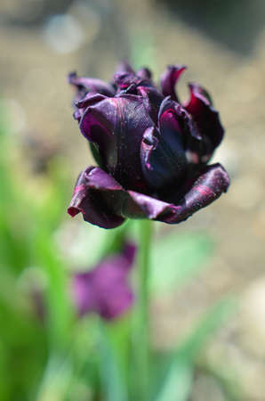 Beautiful fresh black tulip in spring timeの写真素材