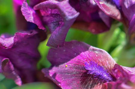 A closeup of a black velvet bearded iris Iridaceae flowerの写真素材
