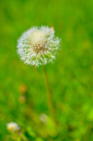 Round dandelion with white down on the fieldの写真素材