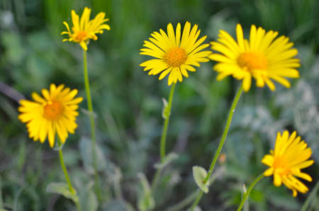 Yellow flowers on natural green blure backgroundの写真素材