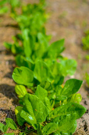 Fresh organic green leaves of spinach in the gardenの写真素材