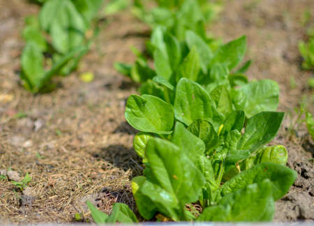 Fresh organic green leaves of spinach in the gardenの写真素材