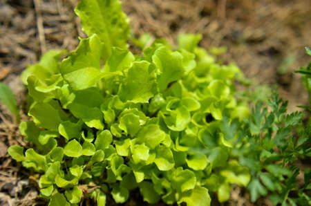 Fresh green lattuce salad or Lactuca growing in a garden groundの写真素材