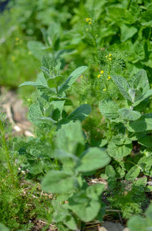 Green mint plant at the garden as the backgroundの写真素材