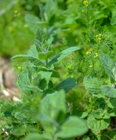 Green mint plant at the garden as the backgroundの写真素材