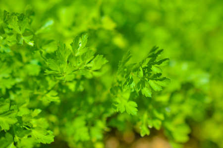 Organic green parsley grows in the garden. parsley leaves close-upの写真素材