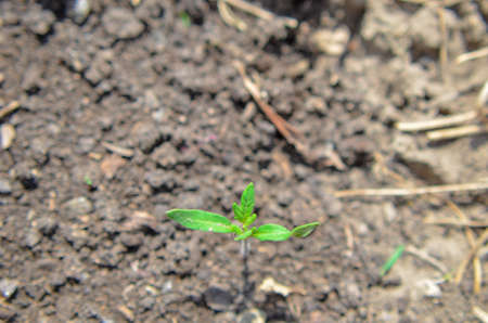 Green sprout growing from seed. Spring symbol, concept of new lifeの写真素材