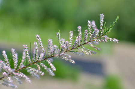 Branch of a pink Tamarix blooming on a turquoise backgroundの写真素材