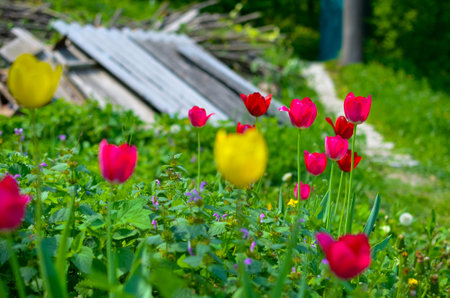Red and yellow tulips in the spring gardenの写真素材