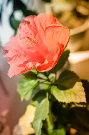 Red hibiscus flower on a green background. In the balconyの写真素材