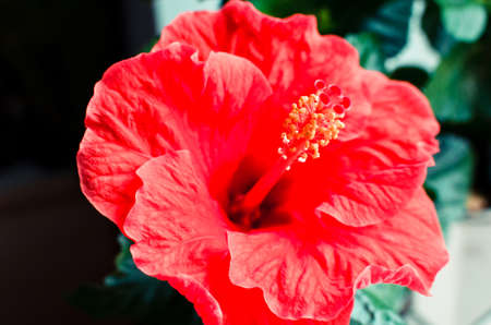 Red hibiscus flower on a green background. In the balconyの写真素材