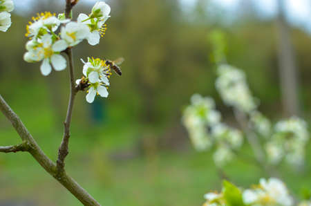 Cherry tree blossoms with blurred background, bright and happy spring backgroundの写真素材