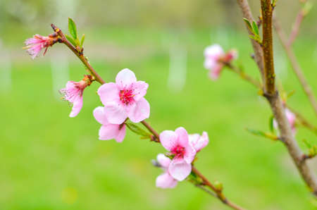 Peach blossom in the sunny day on green backgroundの写真素材