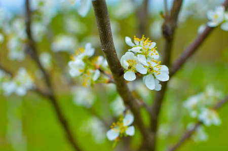 Cherry tree blossoms with blurred background, bright and happy spring landscape, backgroundの写真素材