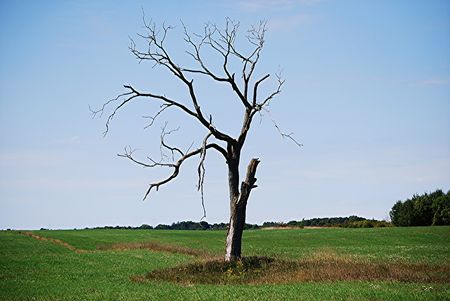Tree stands aloneの写真素材
