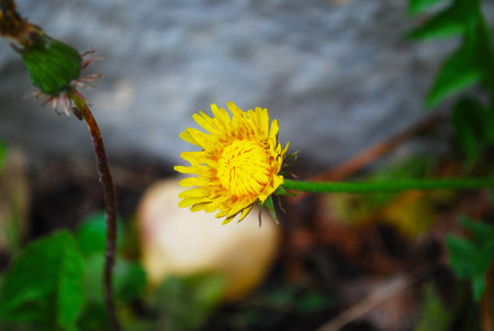 A Blooming Dandelionの写真素材