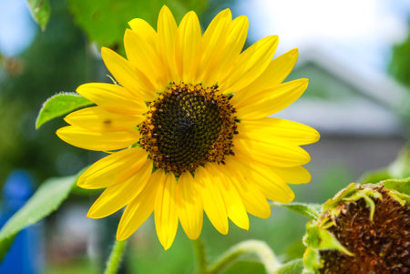 A Bright Yellow Sunflowerの写真素材