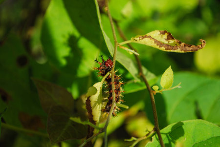 A Hungry Little Caterpillarの写真素材