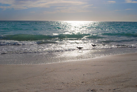 Sandpipers on the beach chasing waves or food!の写真素材