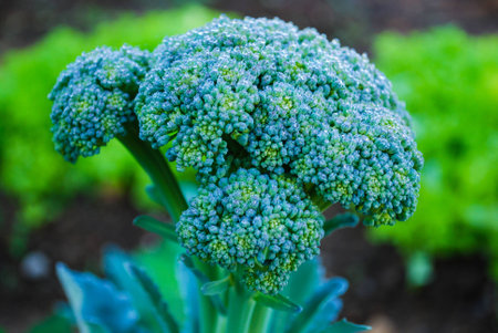A Flowering Head of Broccoliの写真素材
