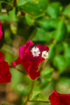 Red Bougainvilleaの写真素材