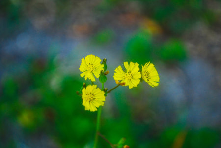 Yellow Hackweedの写真素材