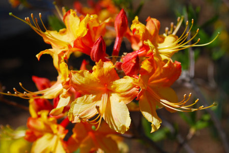 Orange Rhododendrumsの写真素材