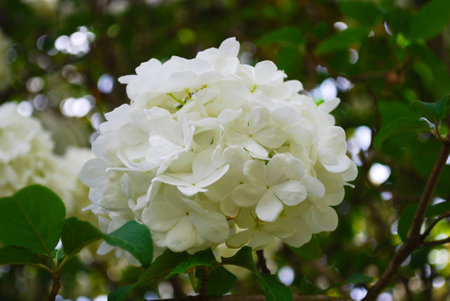 Snowball Bush Bloomの写真素材