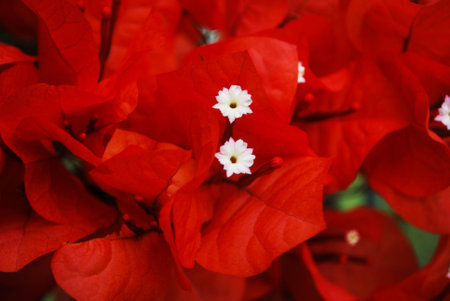 Red Bougainvilleaの写真素材