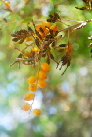 Duranta Erecta Fruitsの写真素材