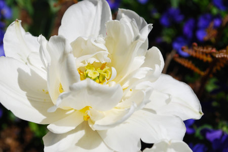 Double Blooming White Tulipの写真素材