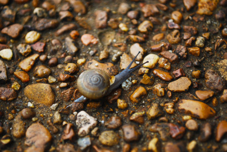Little Snailの写真素材