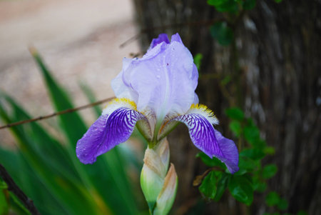 Small Light Purple Iris