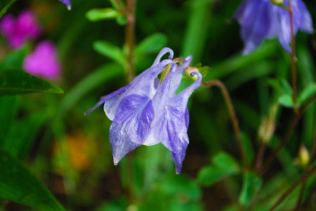 Light Purple Columbine in Bloomの写真素材