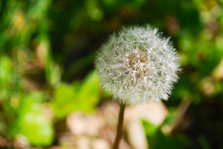 A Dandelion Seed Headの写真素材