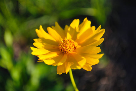 Star Tickweed Bloomの写真素材