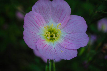 Pink Evening Primroseの写真素材