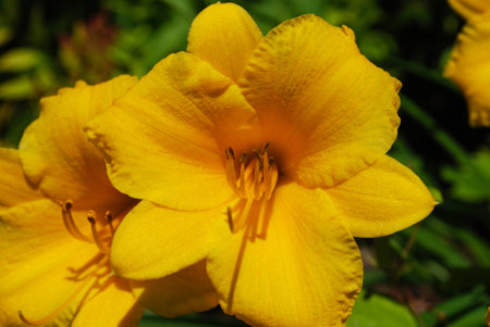 Yellow Daylily Flowerの写真素材