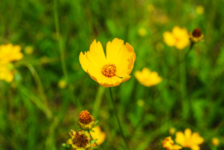 Coreopsis Bloomの写真素材