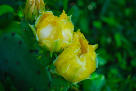 Prickly Pear Cactus Yellow Flowerの写真素材