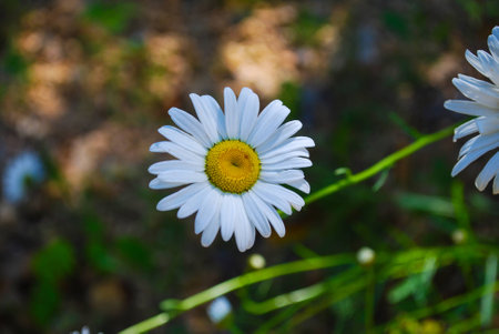 Oxeye Daisy Bloomの写真素材