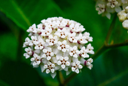 White Milkweedの写真素材