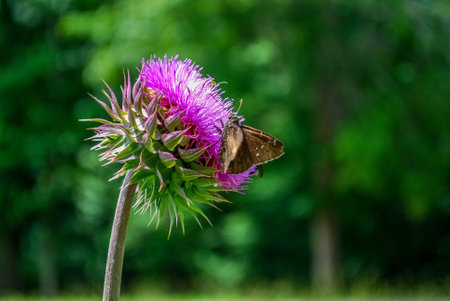 A Thistle and a Butterflyの写真素材