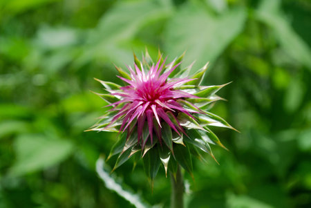 Thistle Budの写真素材