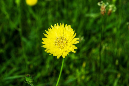 False Dandelionの写真素材